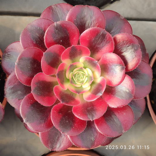 ZXX268 メドゥーサー (12cm pot)