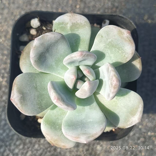 LYC053 オレンジモンロー（6.5 cm pot）