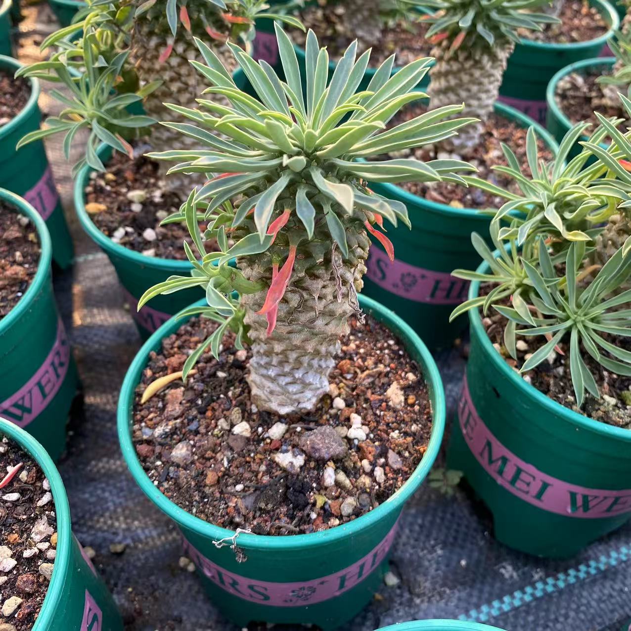 ZL548 バプレアーリフォリア（11.5cm pot）