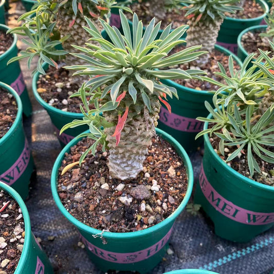 ZL548 バプレアーリフォリア（11.5cm pot）