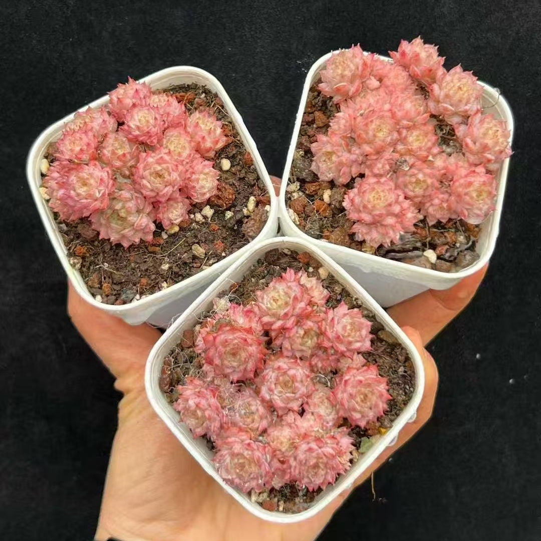 24427 クランベリー