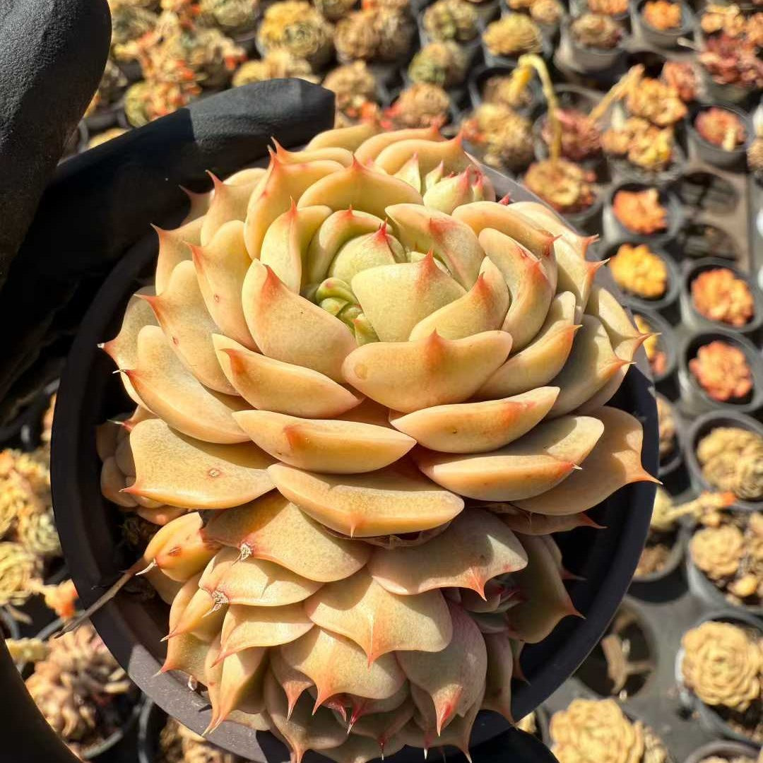 26231 ベンバディス