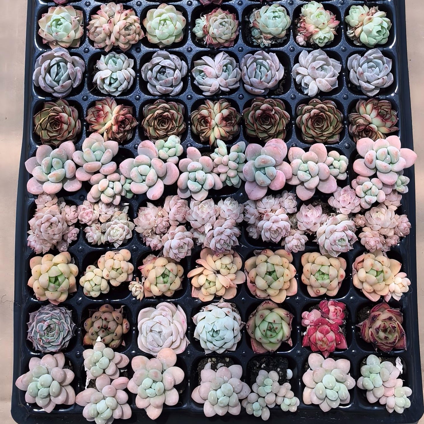 105穴鍼灸プレートの組み合わせ 21