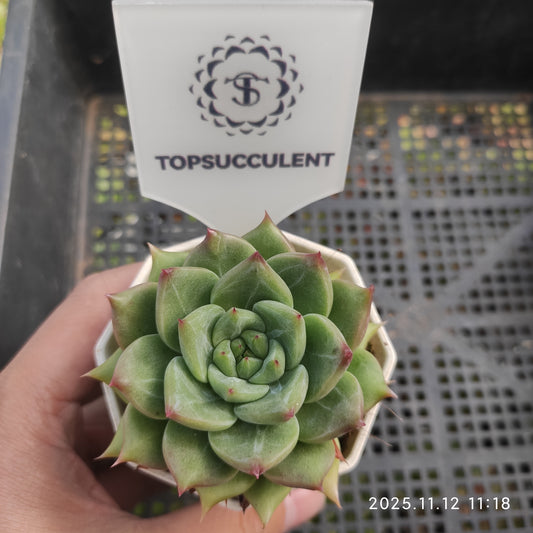 18587 スノーマウンテンジェニー（9cm pot）