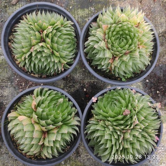 16942 ハオルチア 桜水晶（12cm pot）