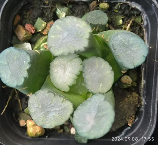 13177 天照アマテラス（6.5cm pot）