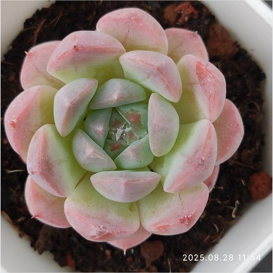 YBB062 フォンド　ドリーム(7cm pot)