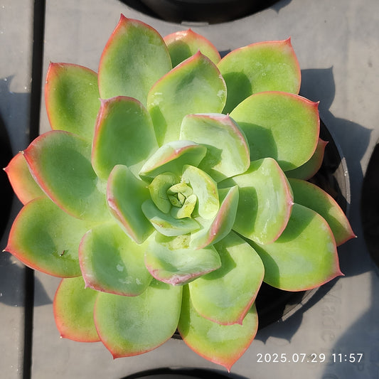 ZZA098 ルエラ （9cm pot）