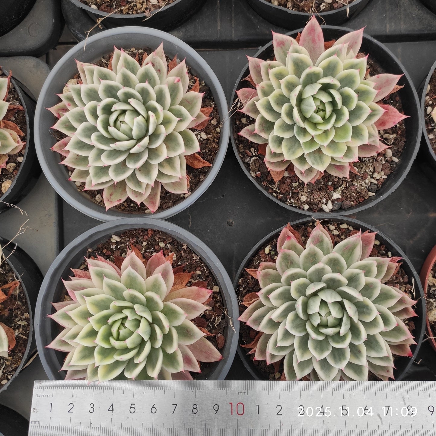 22267 バタフライ錦（11cm pot）