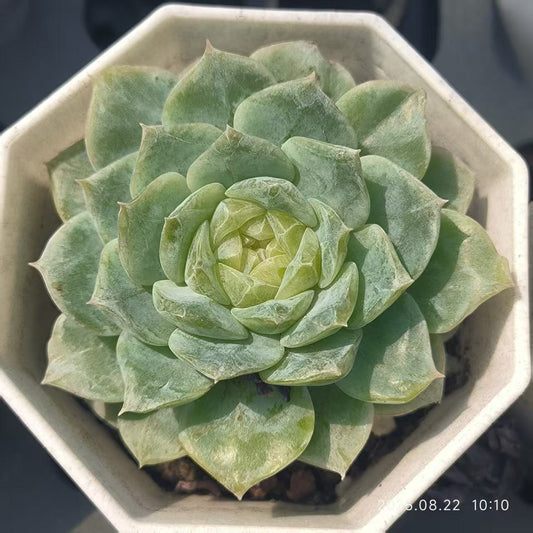 LYC158 アイスハート（6.5 cm pot）
