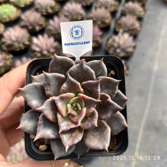 21794 ブラックマディバ（7cm pot）