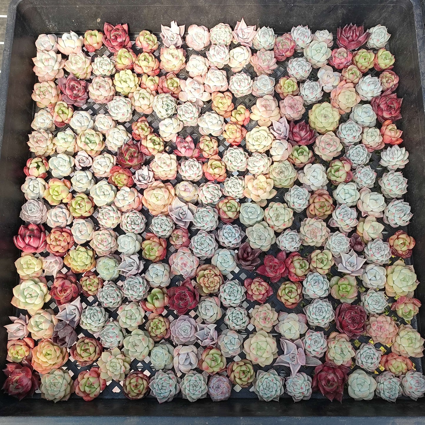 12719 ミックス苗