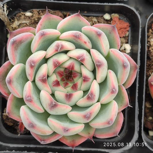 LB028 シヴァルリー（7cm pot）