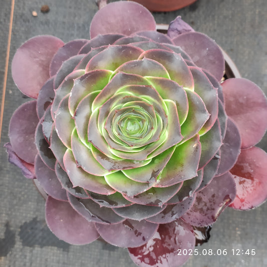 THH058 チャーム　ゴールド（14cm pot）