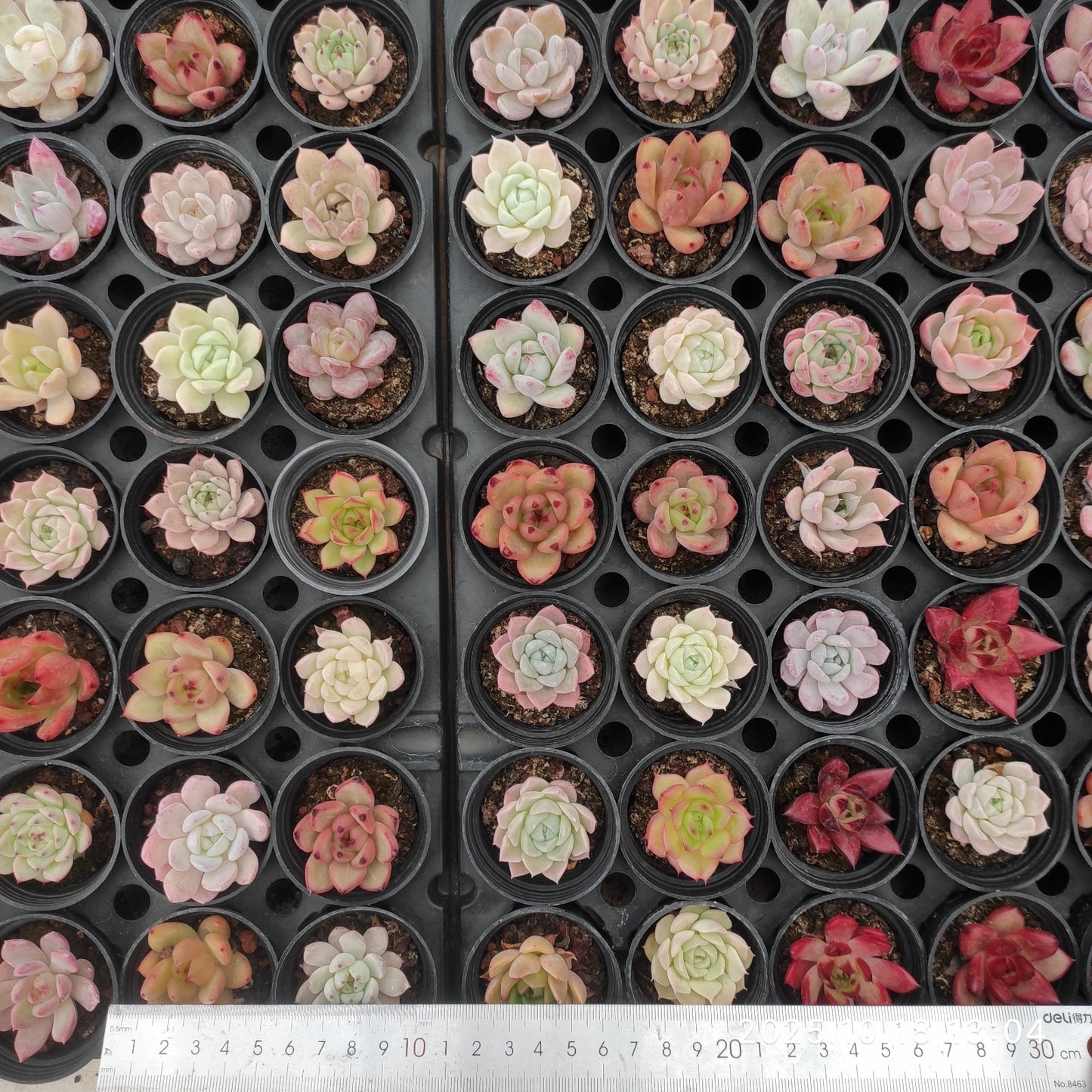 YBB365 ミックス苗（5cm pot）