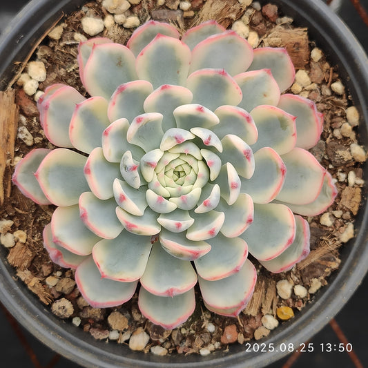 WWA306 ホワイトミニマ錦（15cm pot）