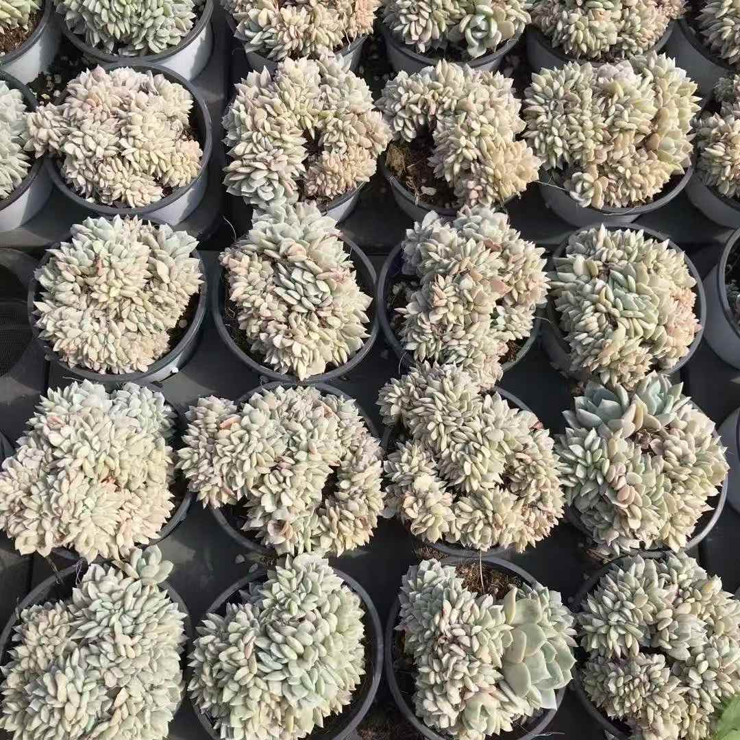 261151 ホワイトティー綴化