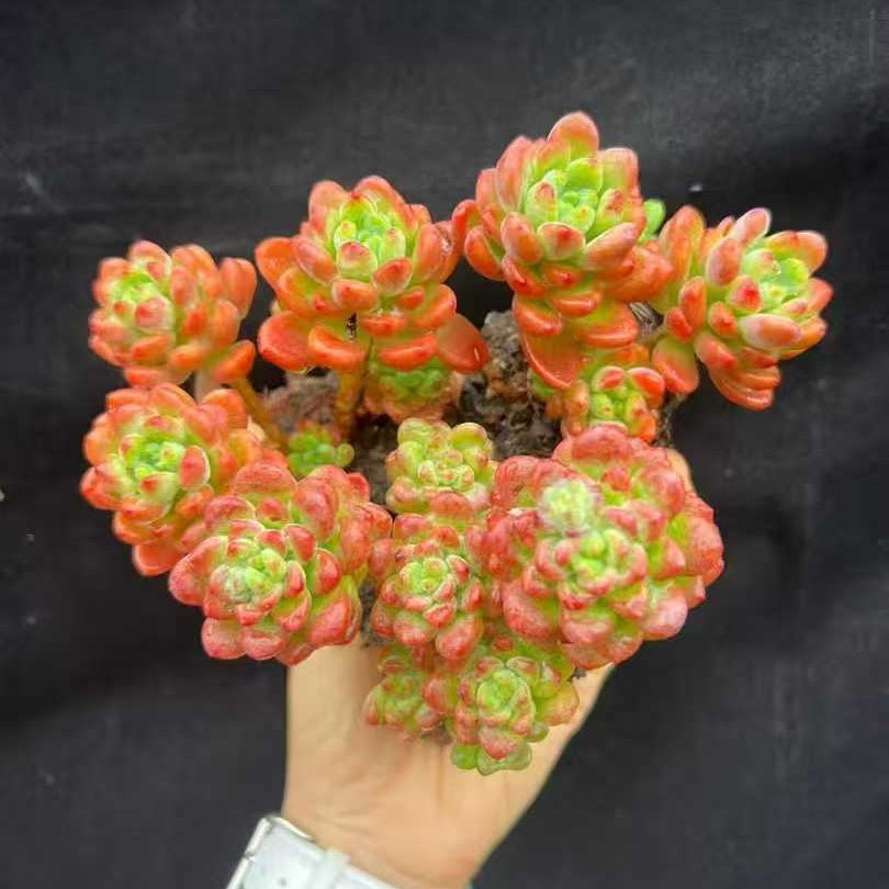 21999 シャングリラ（6.5cm pot）