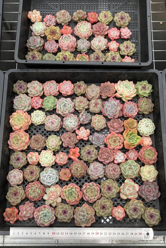 20076 ミックス苗100株（4cm pot）09