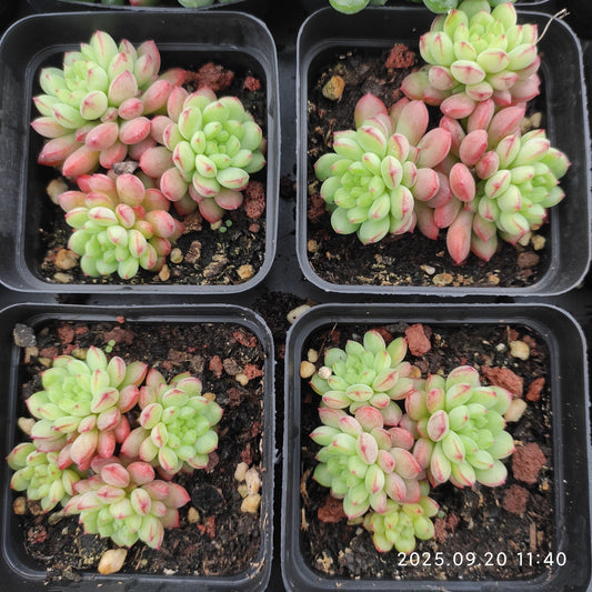 DQ161 ストロベリー　ブース（7cm pot）