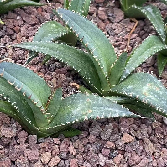 MH308 アガベ　アンゴラ（5cm pot）