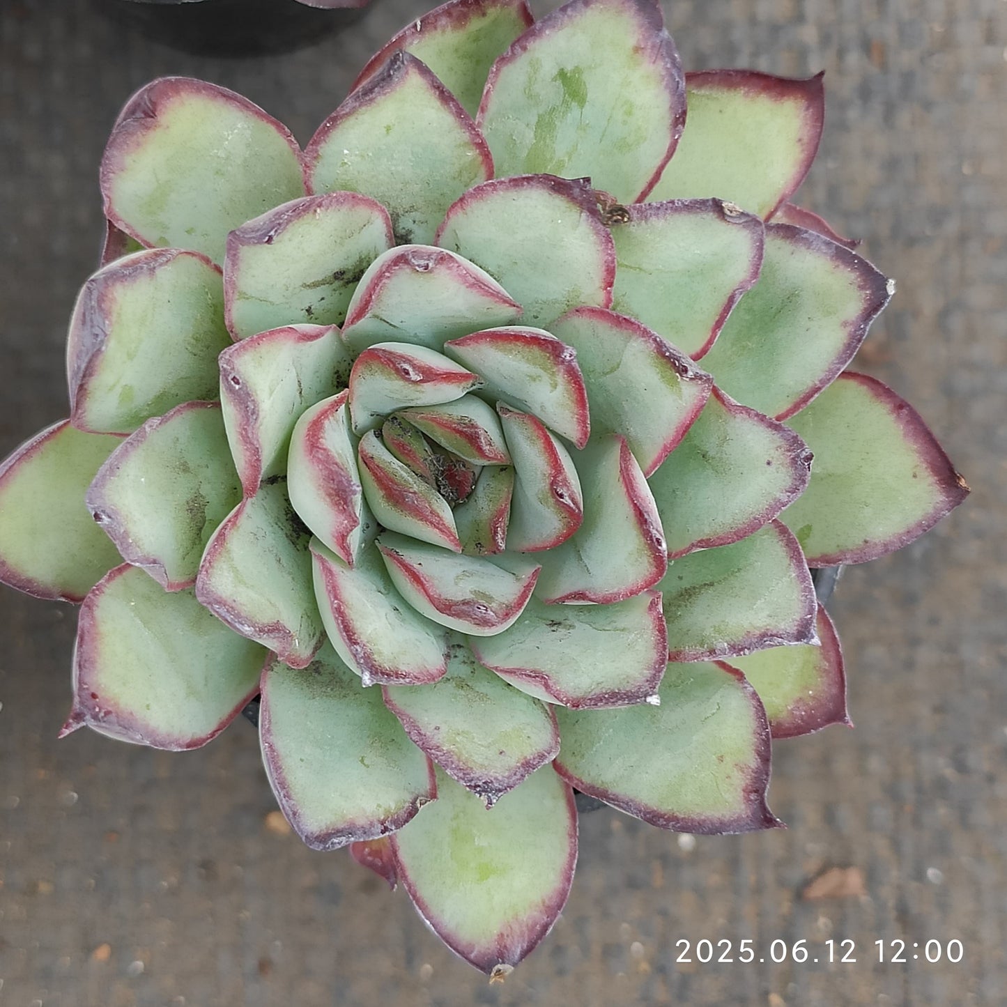MMT799 メキシコプリドニス（5.5cm pot）