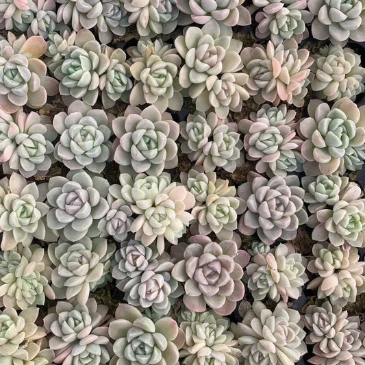 25447 クリームビューティー