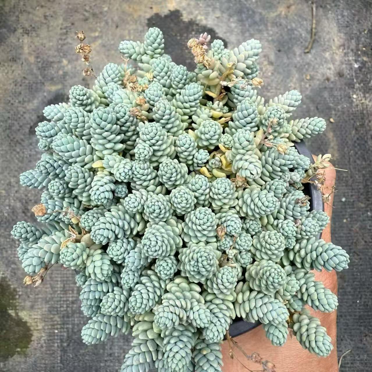 22833 姫星美人（12cm pot）