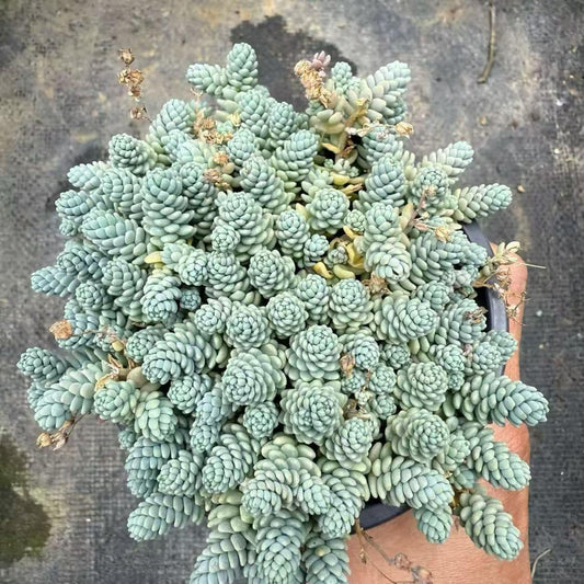 22833 姫星美人（12cm pot）