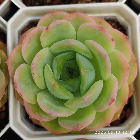 HG087 アメイジング　グレース x スァヴェオレンス（7cm pot）