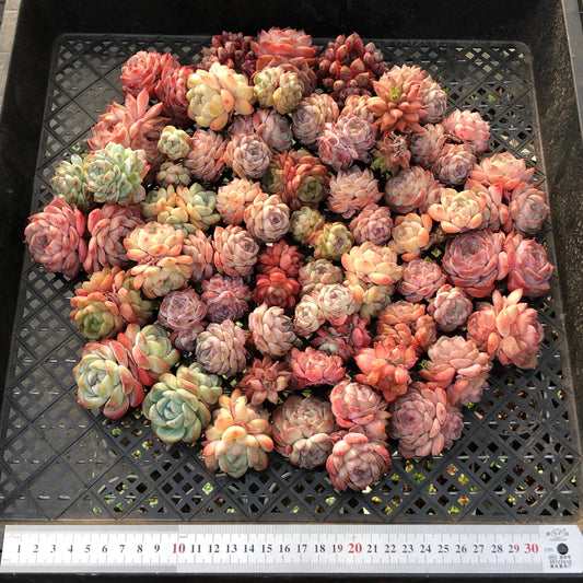 BL2121-011 ミックス苗