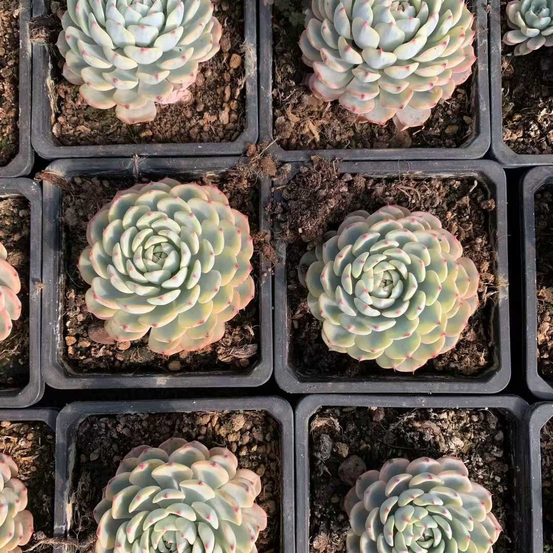 26228 ホワイトミニマ錦