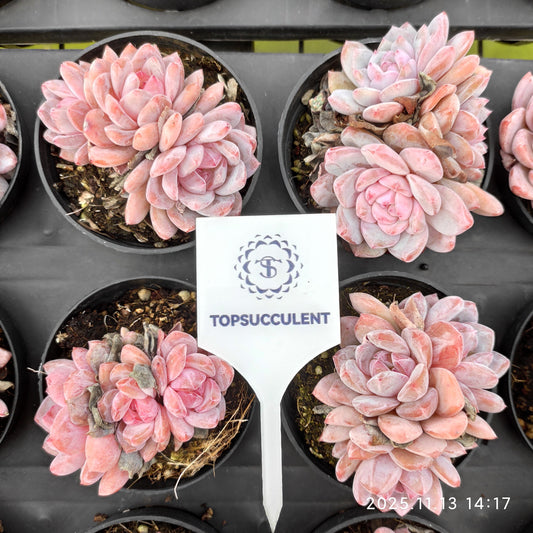 22468  オレンジモンロー（9cm pot）