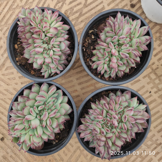 21157 ラタム 綴化（9cm pot）