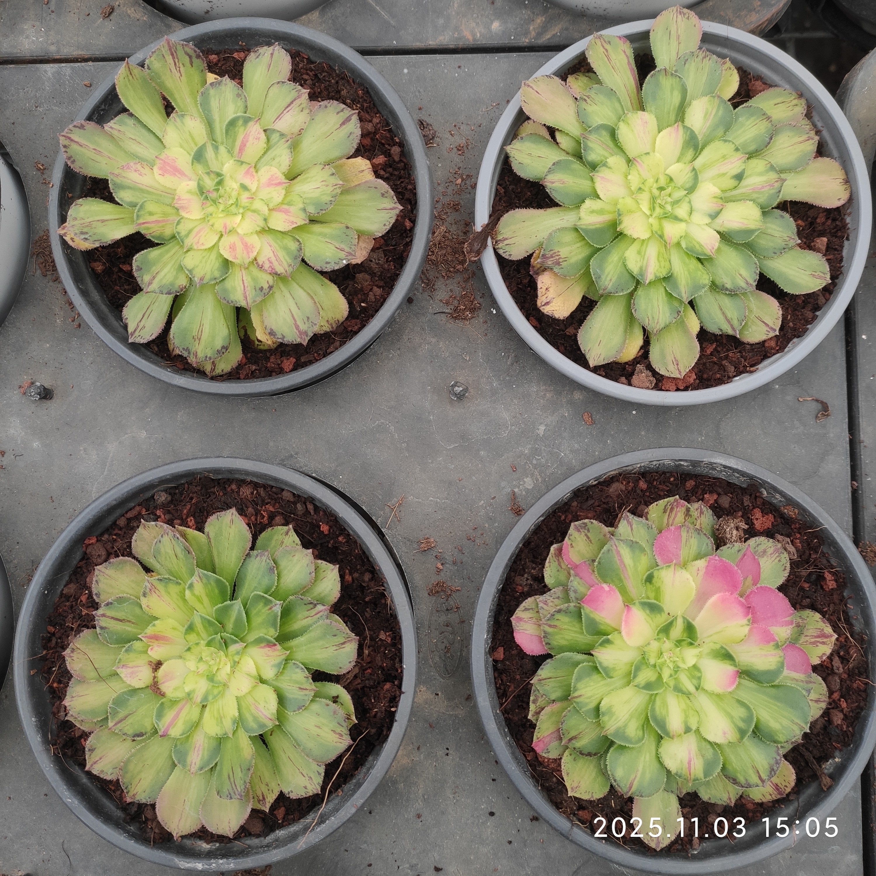 アエオニウム 大苗一覧 – Top Succulent®