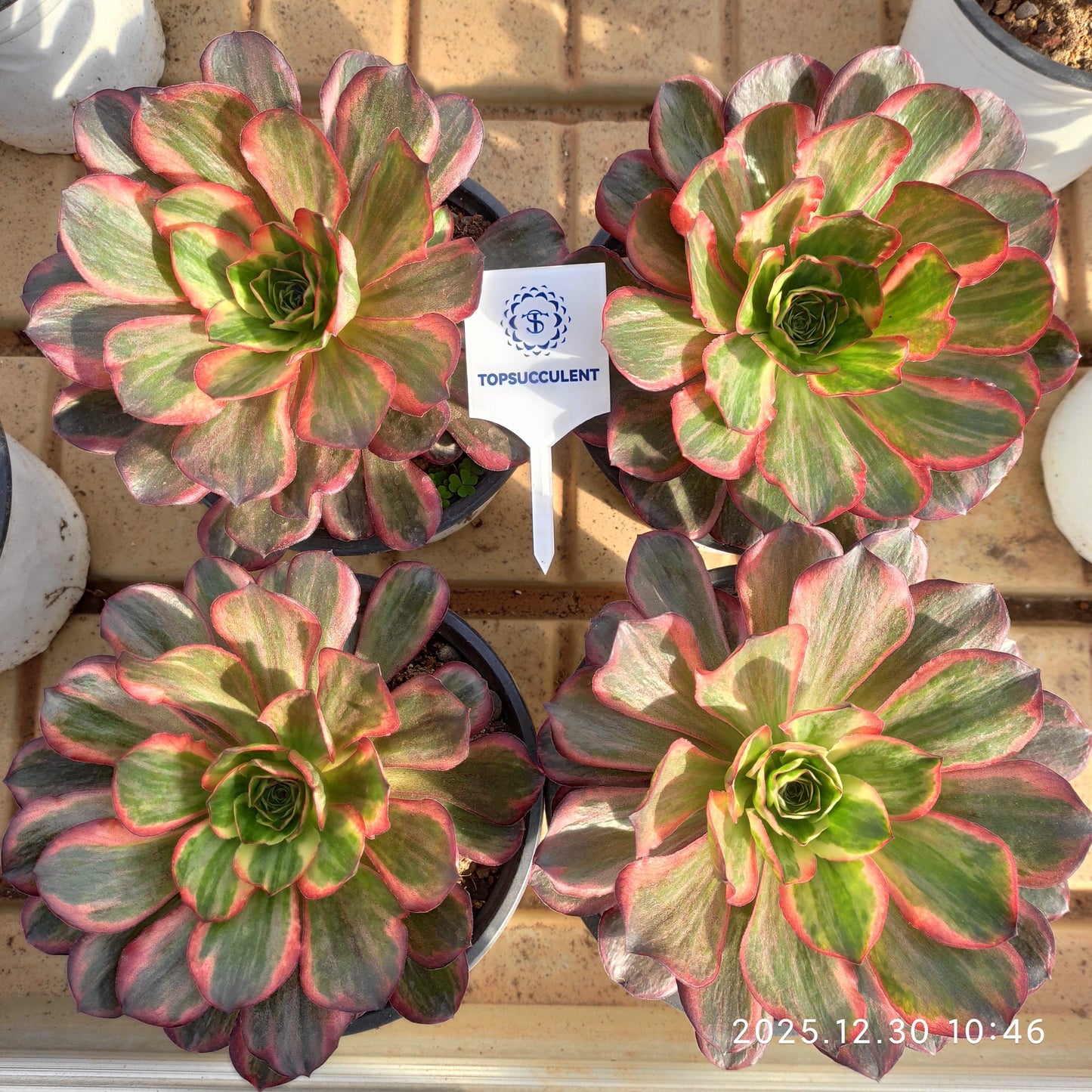 24036 チャーム　ゴールド