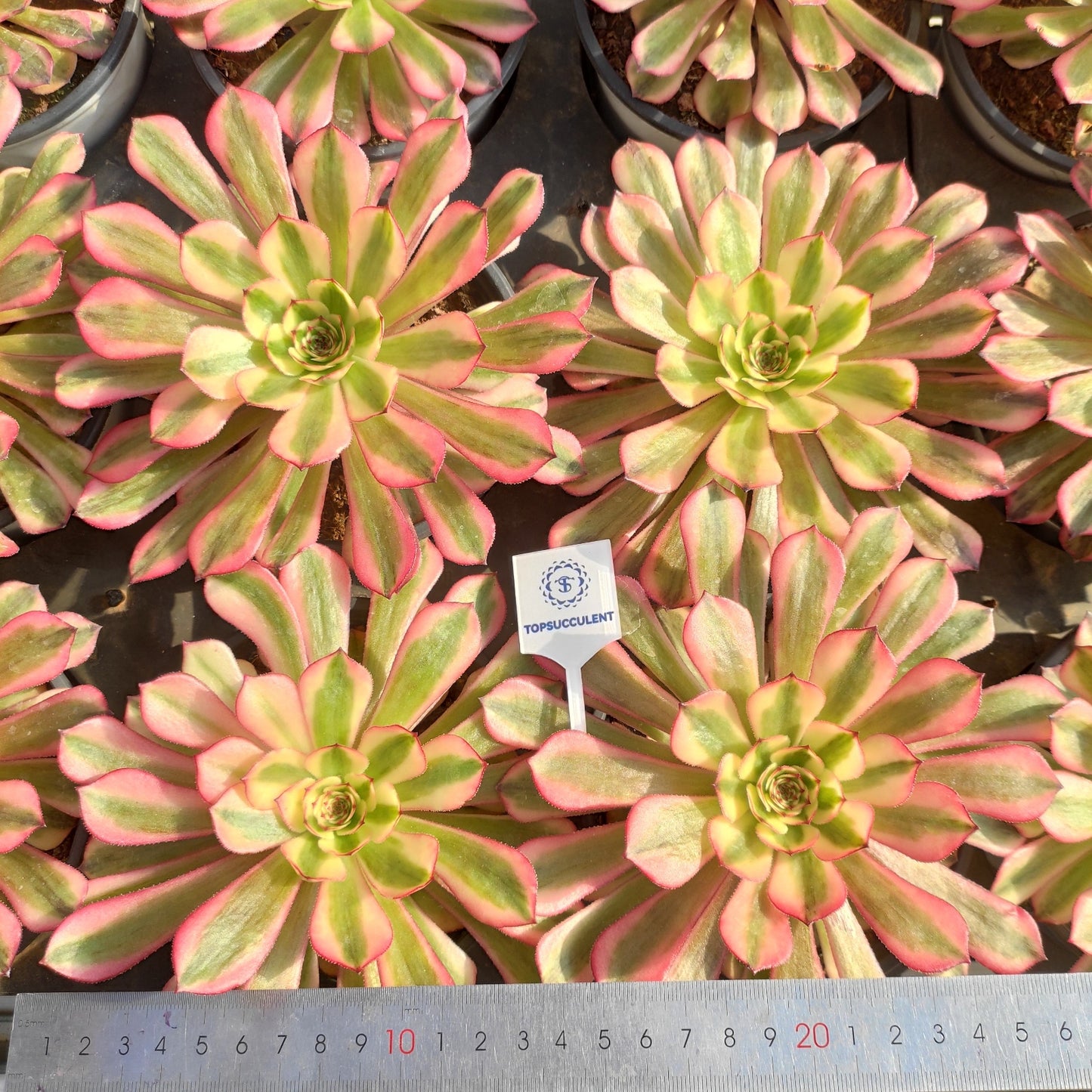 24632 アエオニウム　ホワイトムーンライト