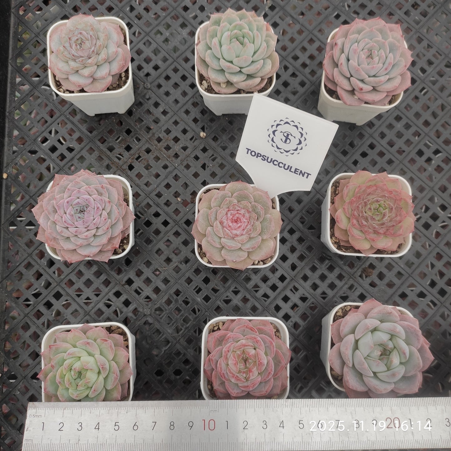 22737 ティプシー