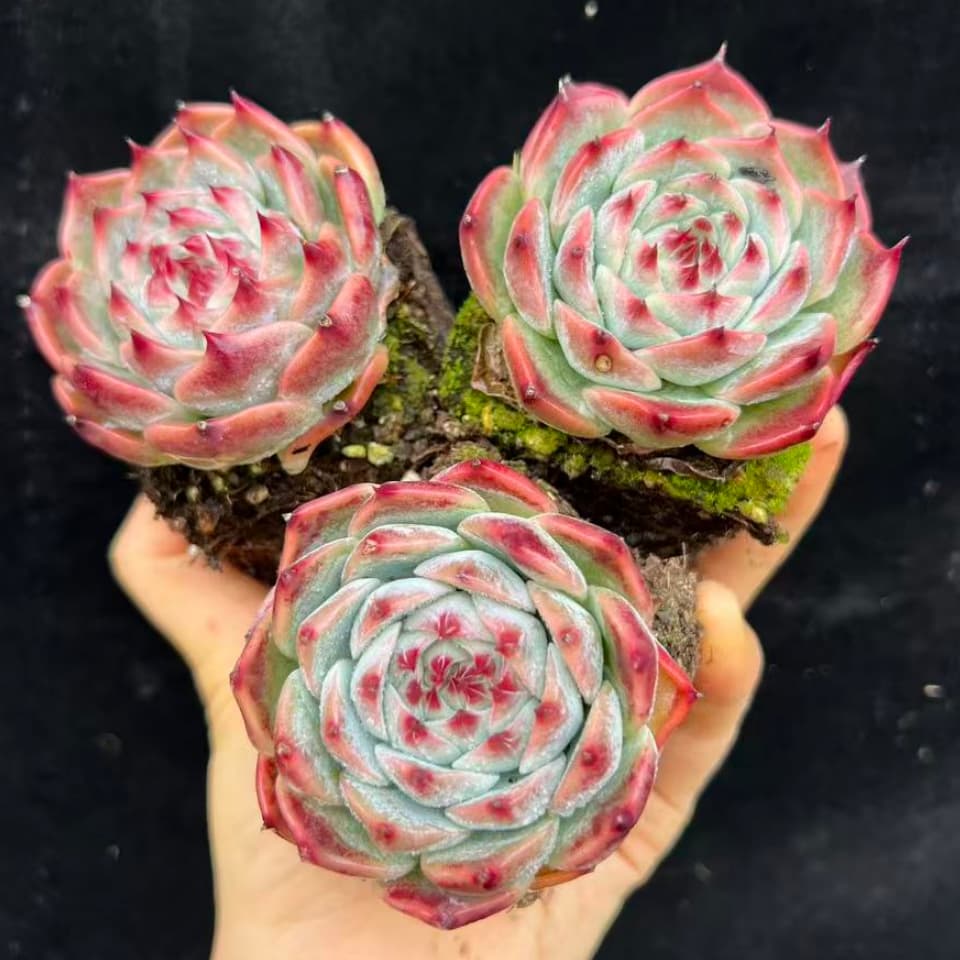 BL2077 コロラータ（7cm pot）