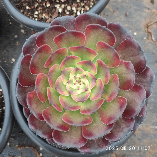 YF457 アエオニウム　ムーングレイス（15cm pot）