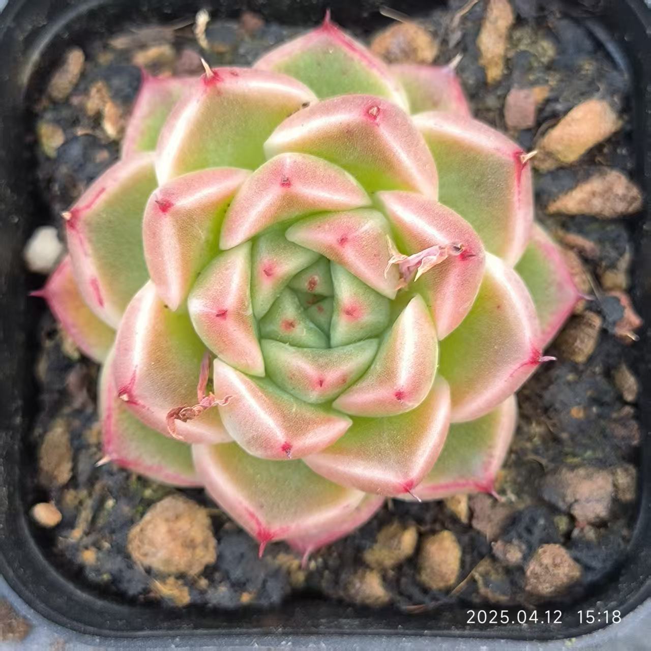 LG767 エリザベス x マルガン (6.5cm pot)