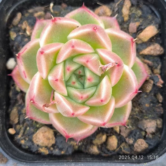 LG767 エリザベス x マルガン (6.5cm pot)