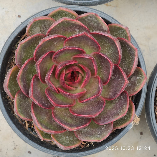 QZY005 トラフィックライト（16cm pot）