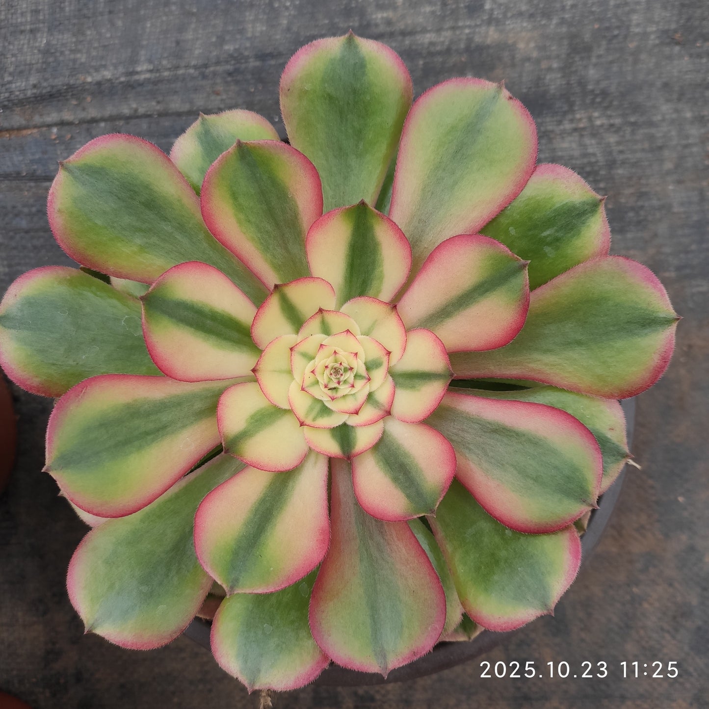 THEH031 アエオニウム ライチー（12cm pot）