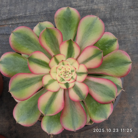 THEH031 アエオニウム ライチー（12cm pot）