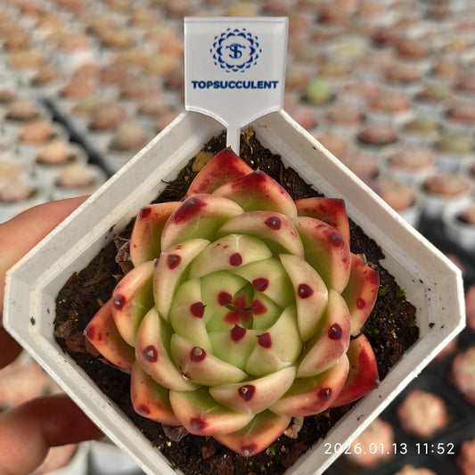 80516 ブルードラゴン