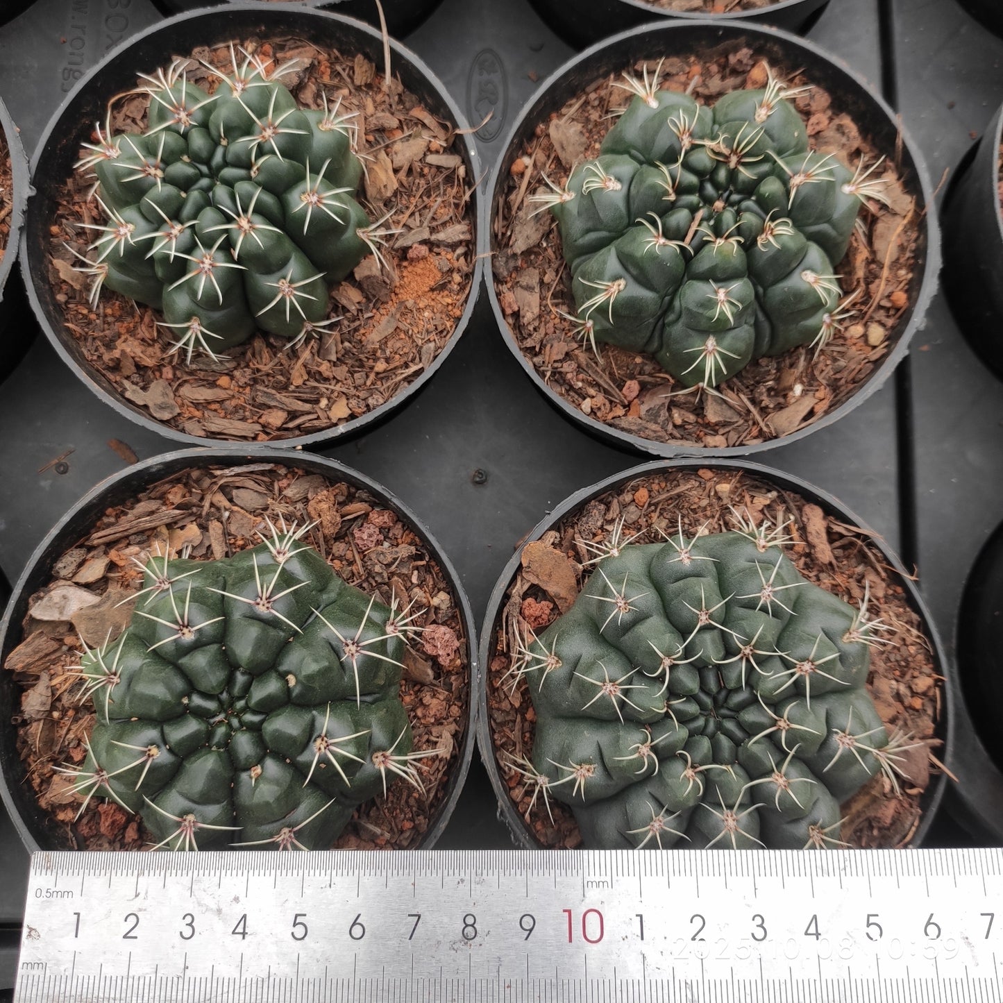 DMC070 緋花玉（9cm pot）