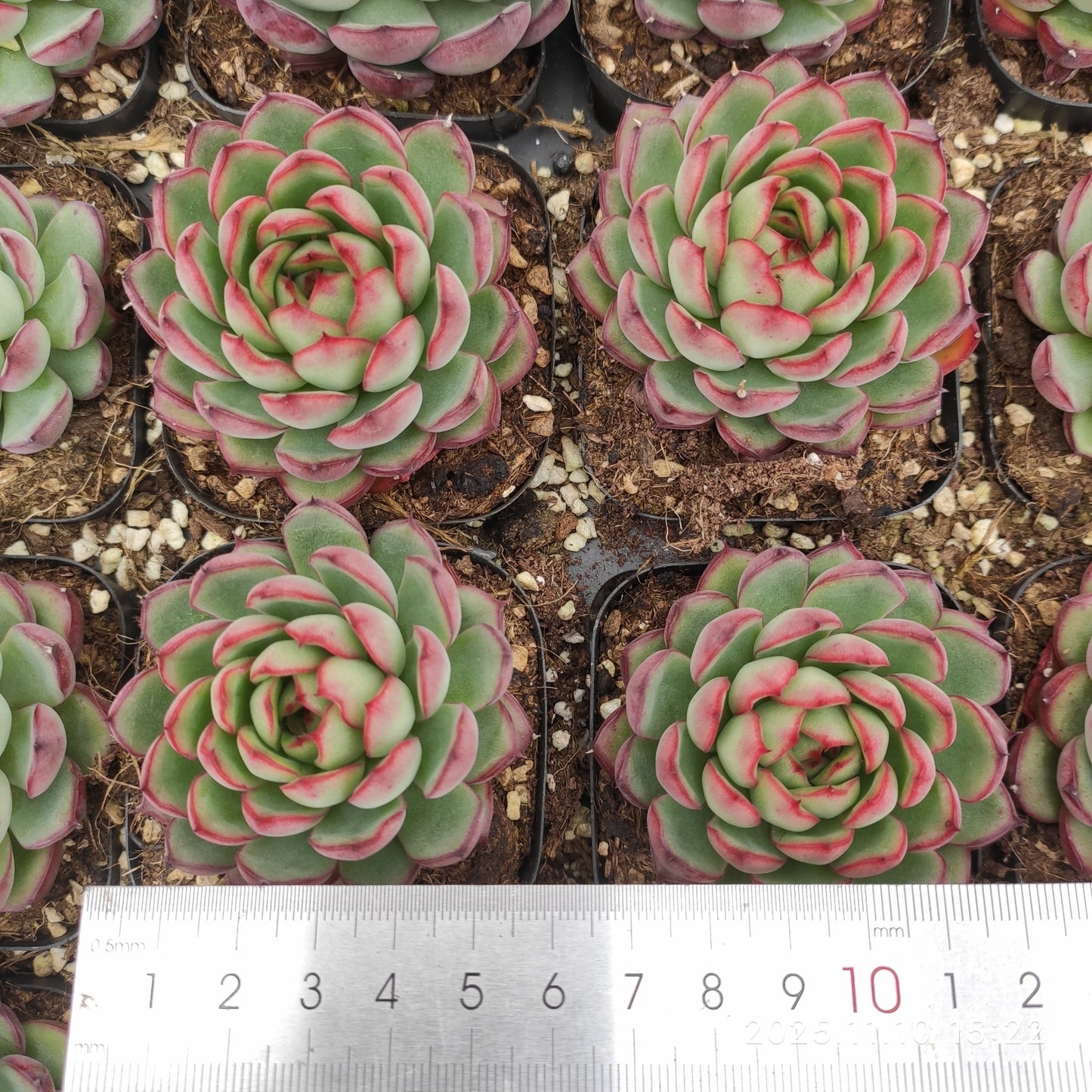 80566 ムーン　ストーン x メクシッコー　プリーダンズ（6.5cm）