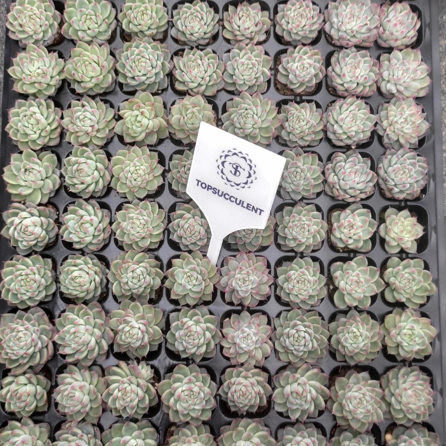 19432  ドリームジェイド（3cm pot）（ポット苗）