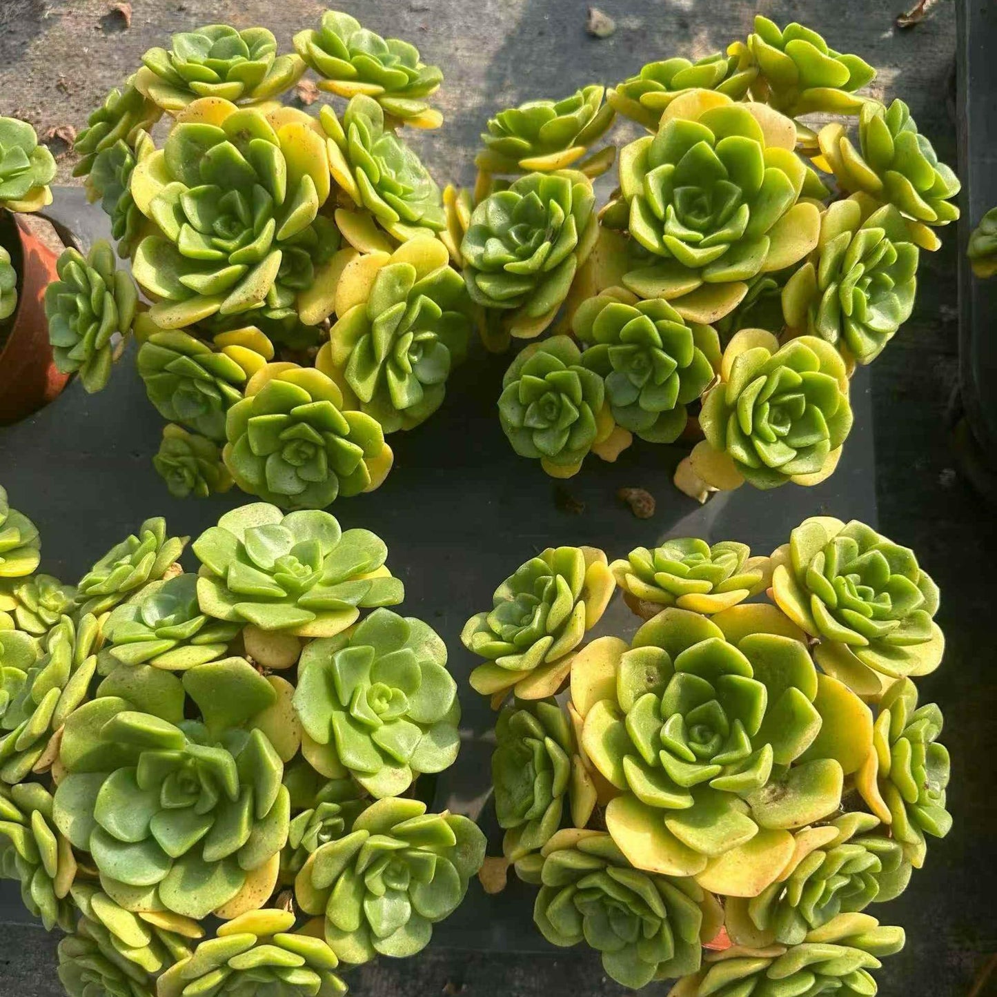 23405 リリーパッド